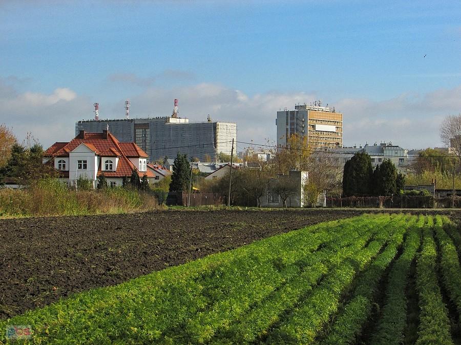 Rolniczy Ursynów, a w tle budynki Onkologii i Hematologii
