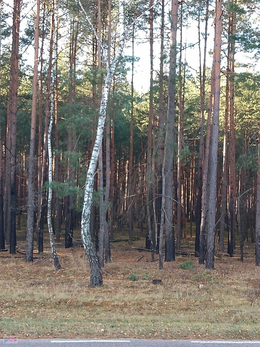 Puszcza Kampinoska. Po pożarze kilka lat temu jeszcze nie ma podszytu