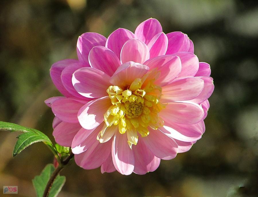 Różowy aster