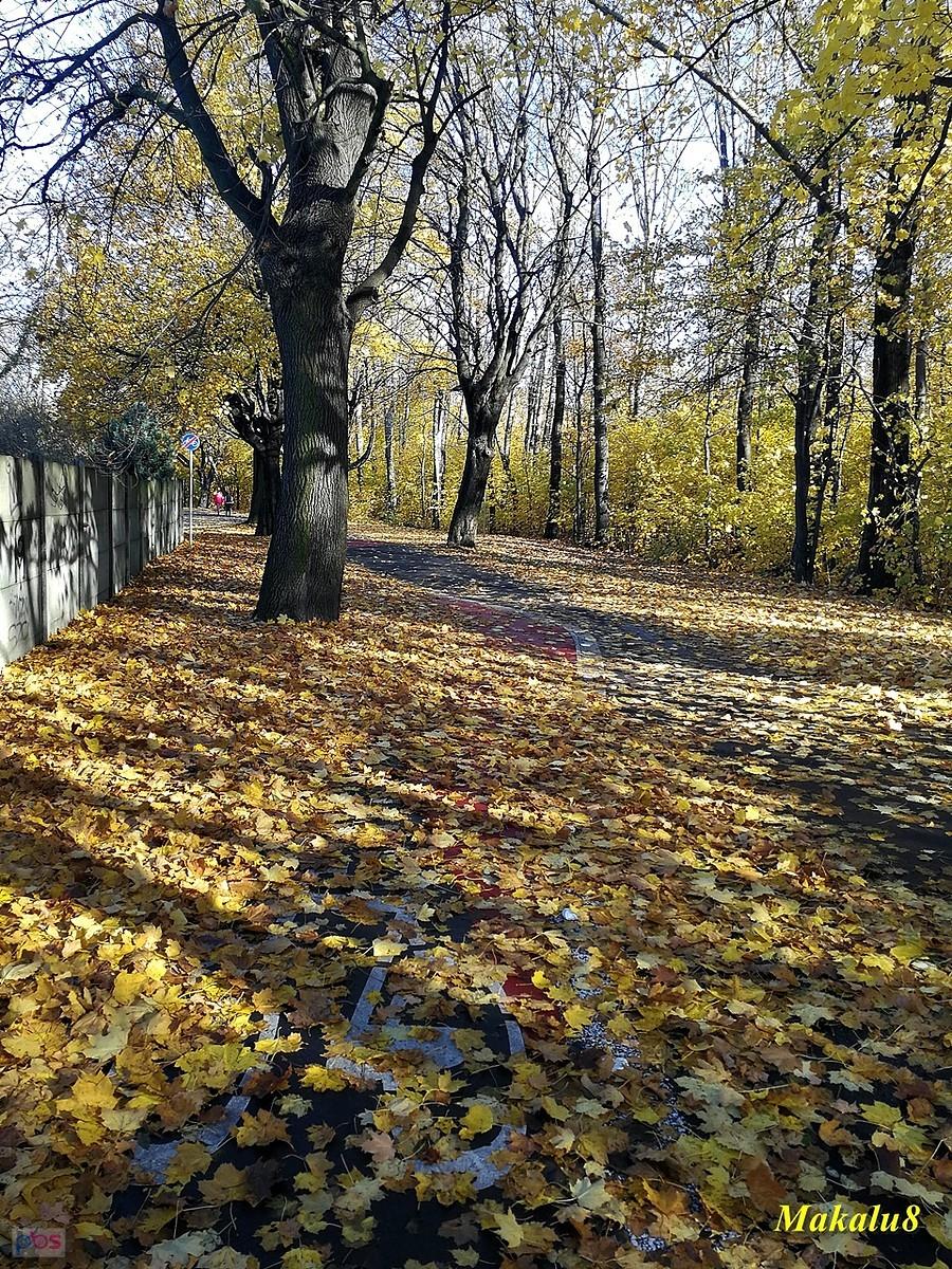Ścieżka do Pszczelnika