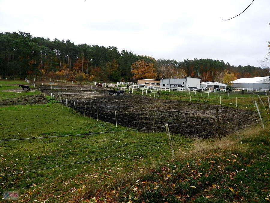 Stadnina koni na skraju Pilchowa.