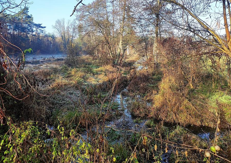 Oświetlone moczary