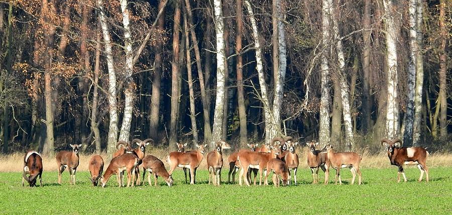 Piękne, spore stado muflonów żyjących dziko pod Poznaniem
