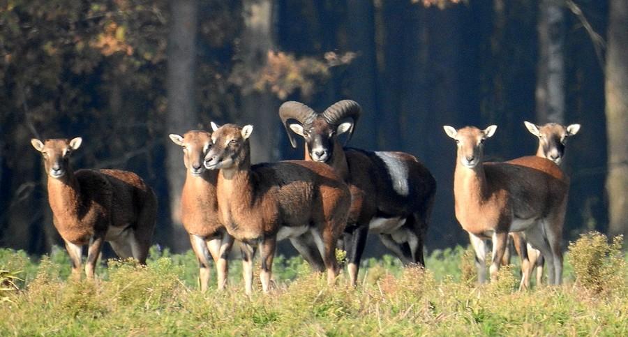 Lekko zaniepokojone muflony
