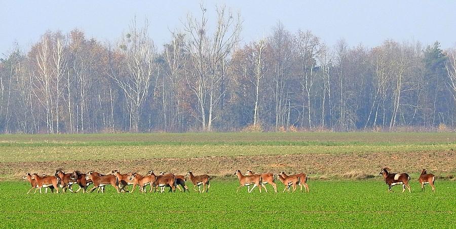 Wędrujące dalej muflony