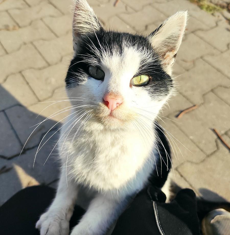Próba wykonania kociego buziaka :)