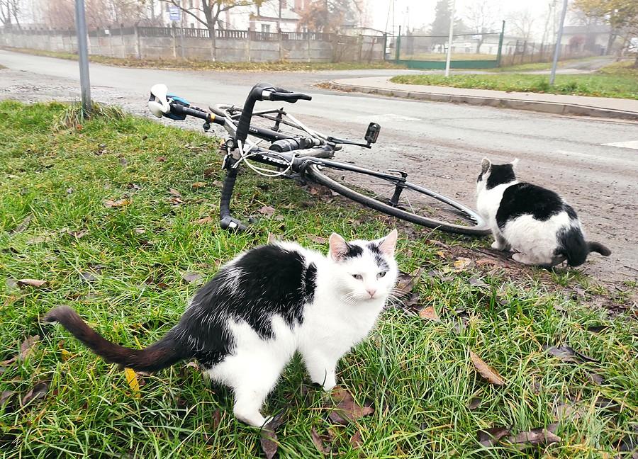 Koty cykliści :)