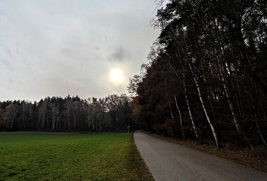 Nieśmiałe słońce nad lasem