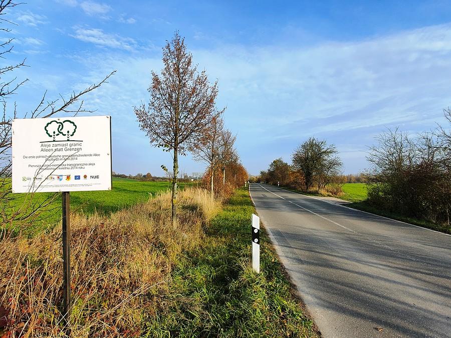 Transgraniczna aleja drzew