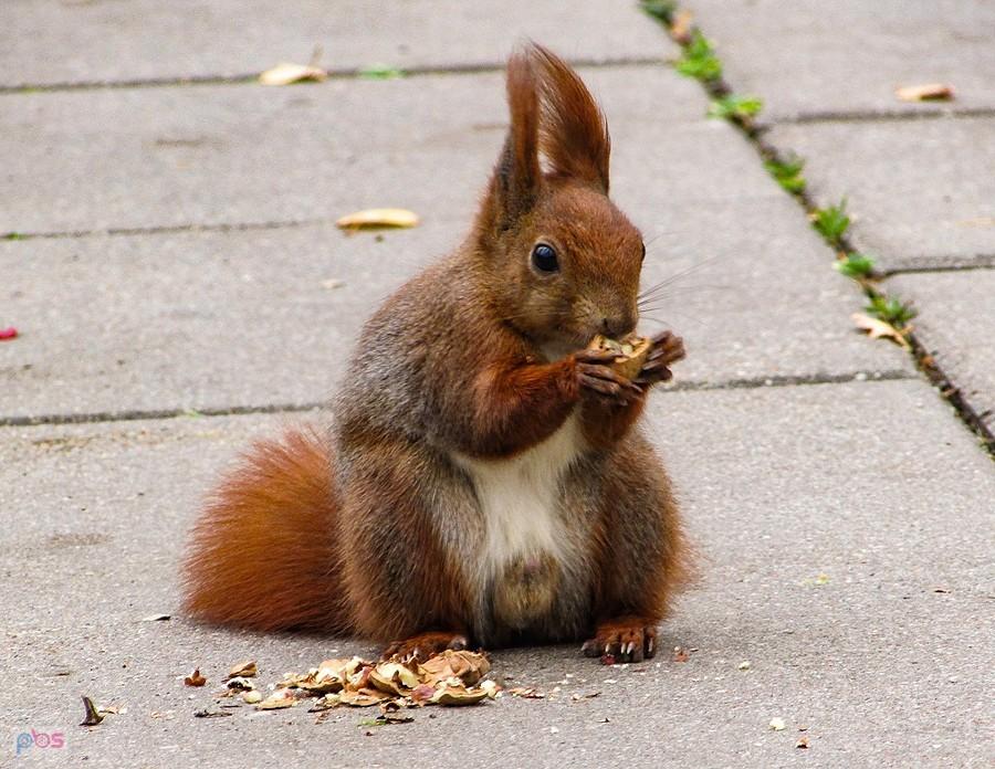 Ruda wcina orzeszka