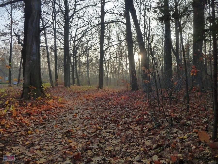 Dzień krótki