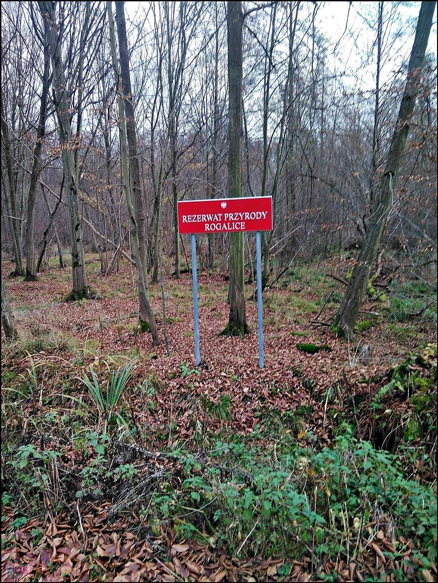 Rezerwat przyrody Rogalice