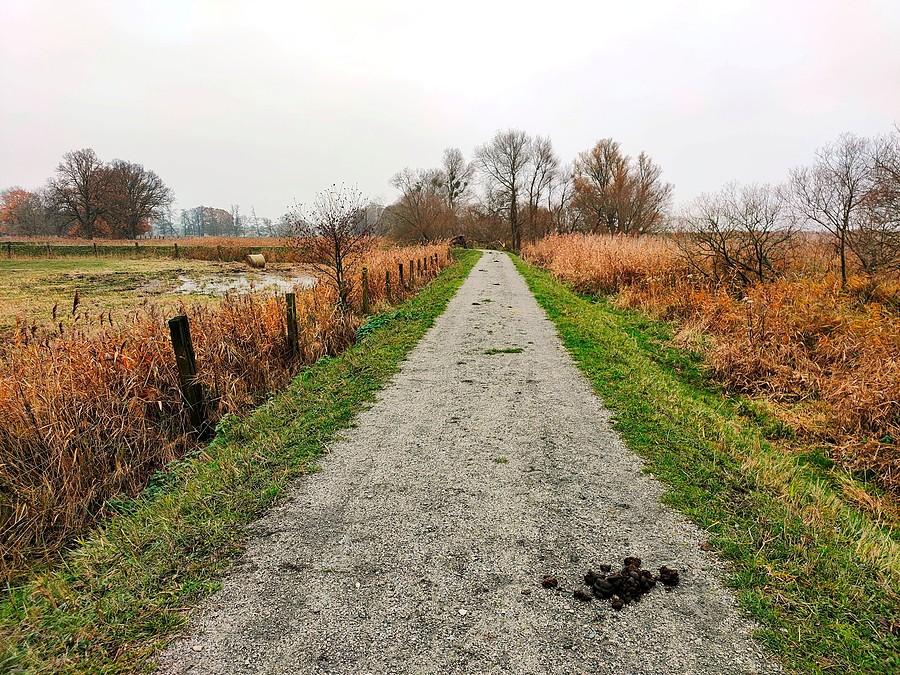Park Natury Zalewu Szczecińskiego - trzeba uważać na krowie placki