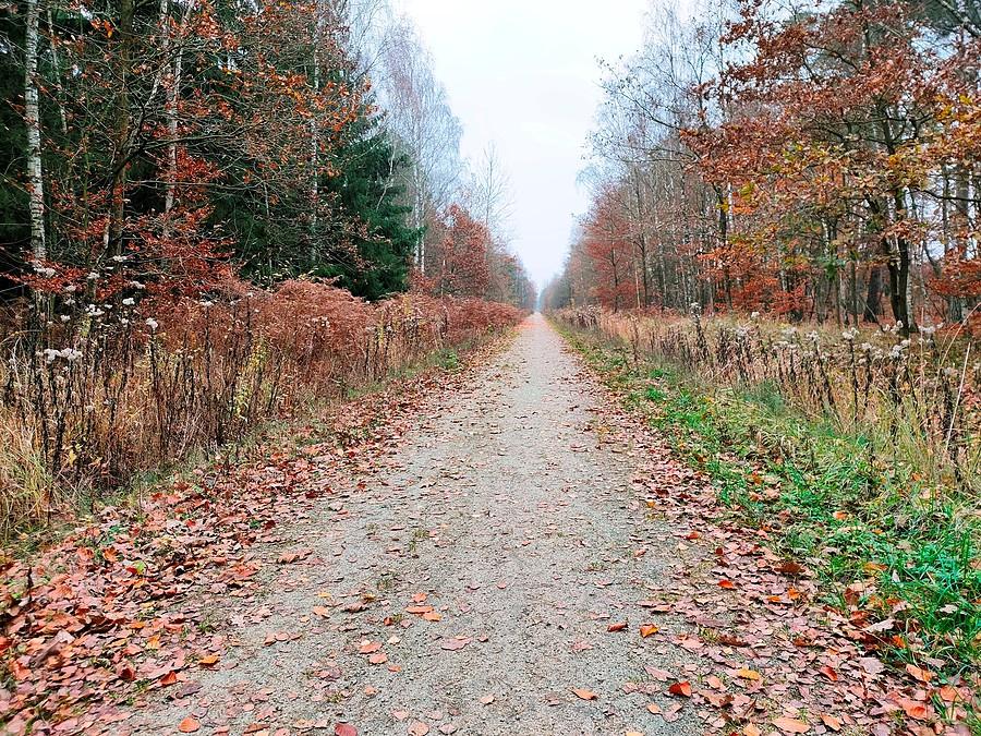 Stepnica - Widzeńsko na starym szlaku kolejowym