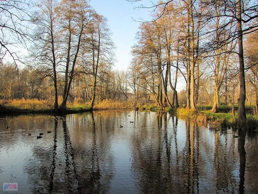 Staw w Parku Zdrojowym