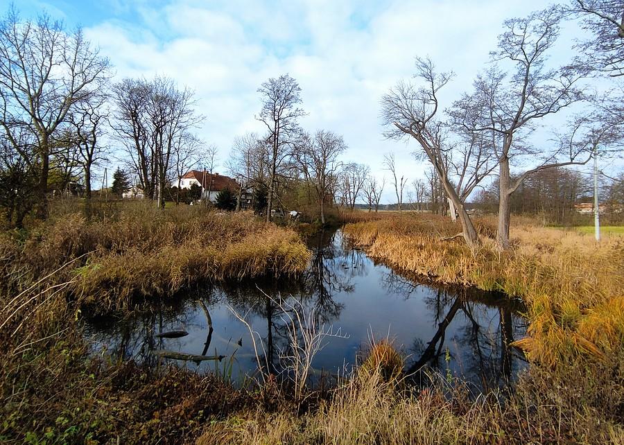 Oświecone bagno w Trzcielinie