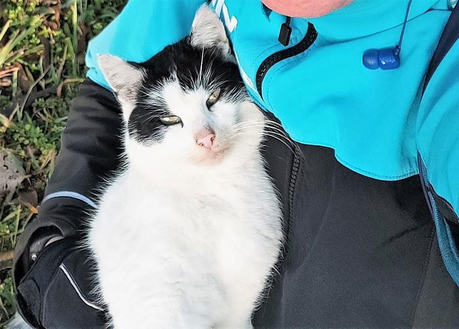 Dziki wiejski kotek pozuje do selfie :)
