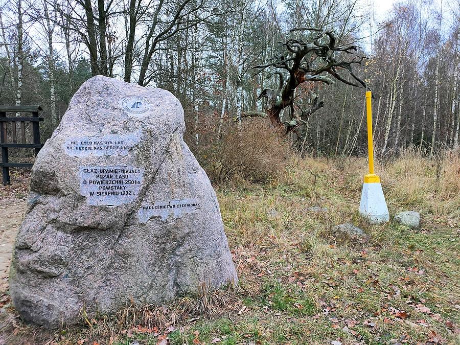 Głaz upamiętniający pożar lasu w 1992 roku i pominkowa sosna