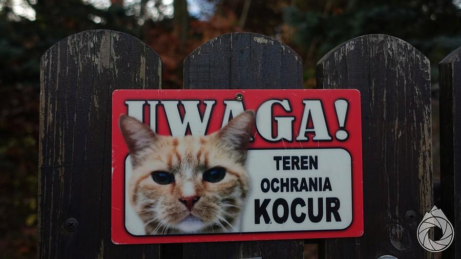 koty wypierają psy na Jurze!