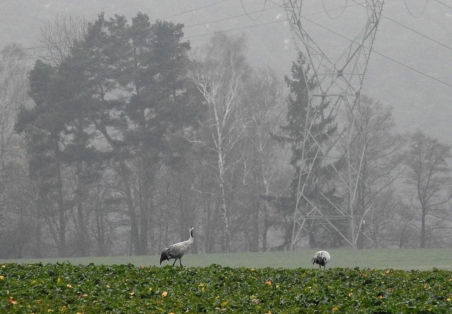 Zamglone żurawie w oddali