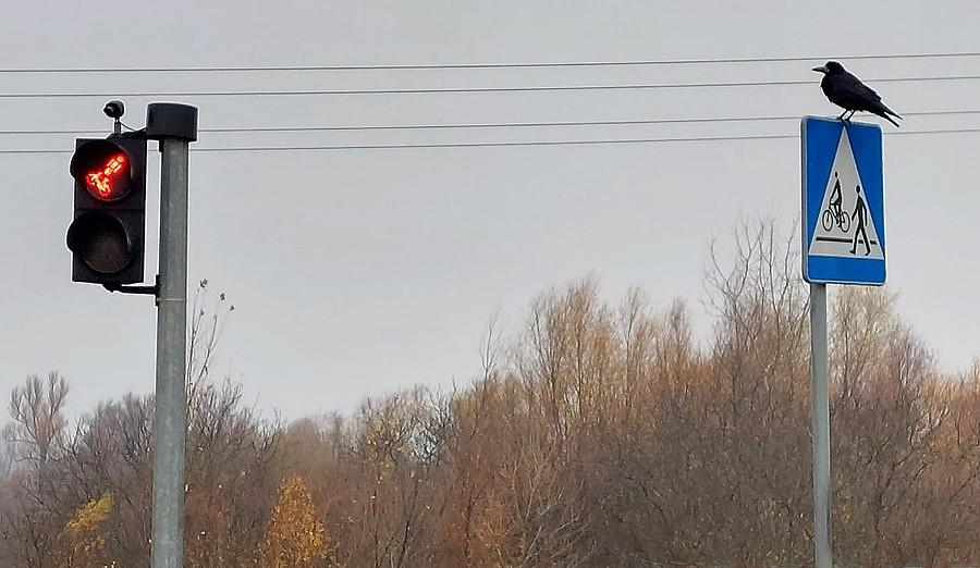 Gawron grzecznie czekający na przejściu dla pieszych :)