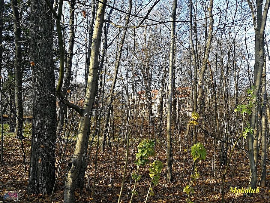 Ruiny pałacu Potulickich i Sapiehów