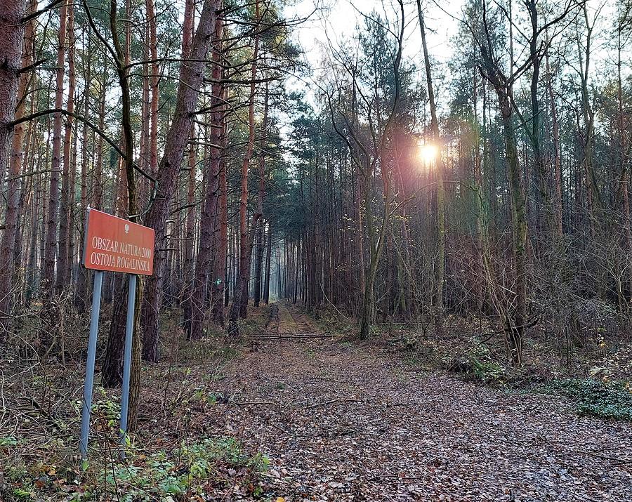 Pośród Ostoi Rogalińskiej