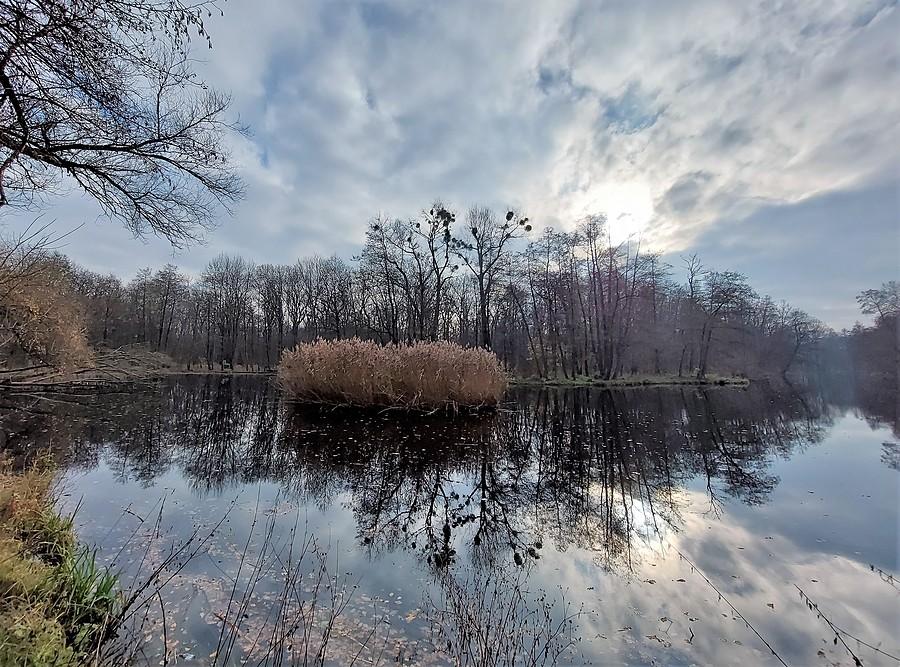 Jeden ze stawów na poznańskiej Dębinie