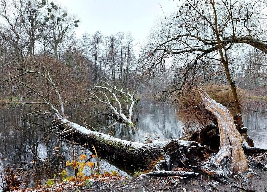 Zaśnieżony Las Dębiński