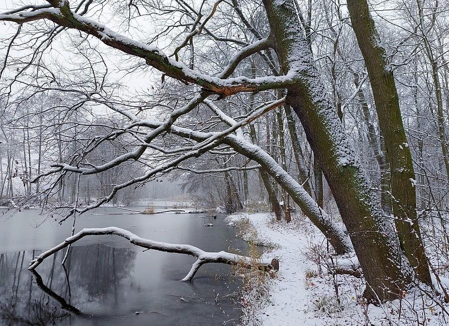 Zima w Lesie Dębińskim, Poznań