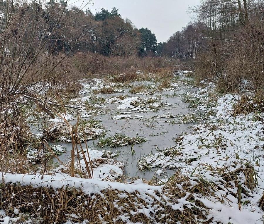 Zamarznięte mokradła pod Poznaniem