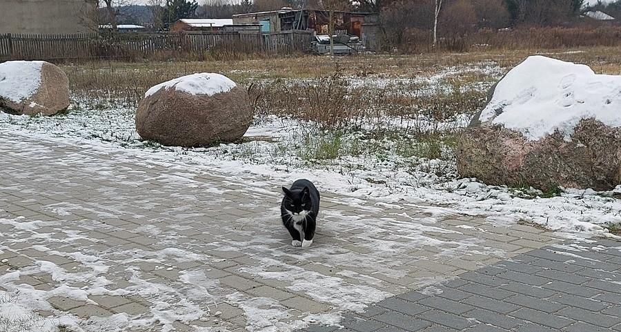 Nieśmiałego kotka nie można zostawić na lodzie ;)