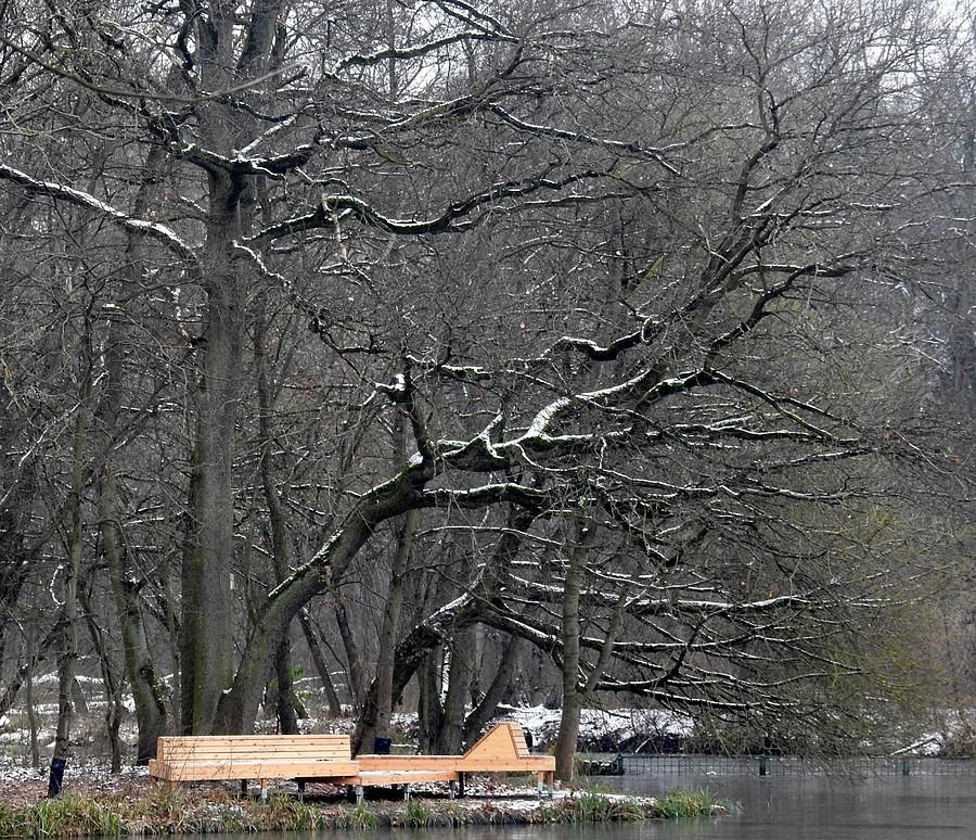 Ośnieżone olbrzymy na poznańskiej Dębinie