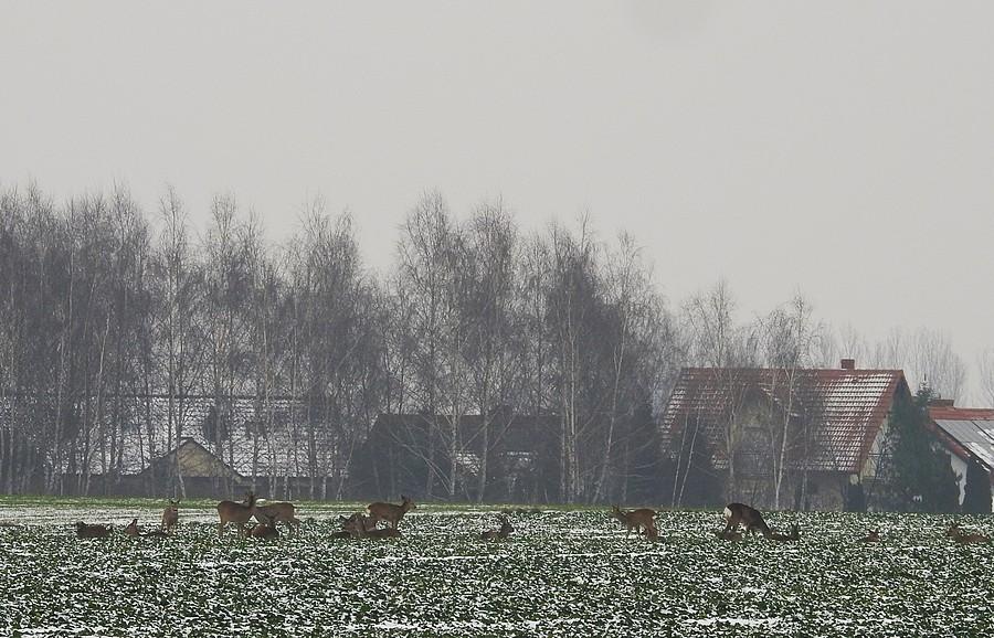 Całe stado saren przy wschodniej granicy Poznania