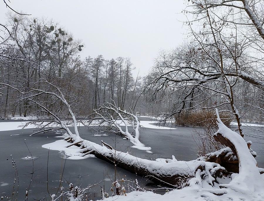 Powalone drzewo w śniegu, poznańska Dębina