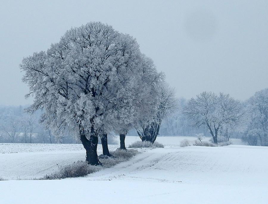 Lisówki piękne również w śniegu