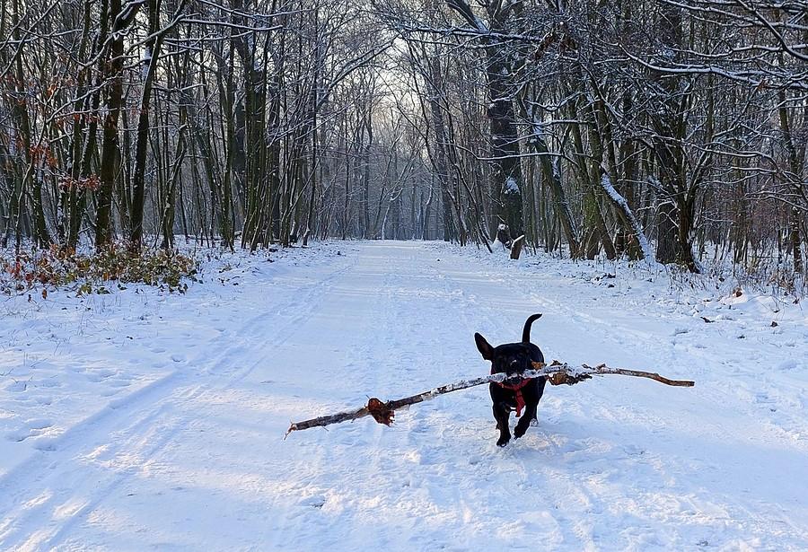 Czarna bestia wychodzi ze śniegu :)