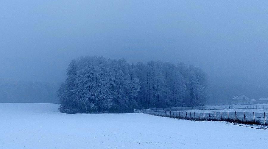 Kępa drzew w śniegowej mgle