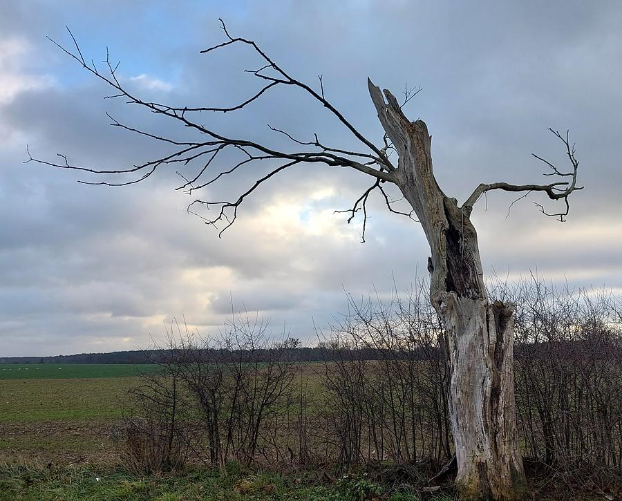 Diabelskie drzewo mocno się trzyma