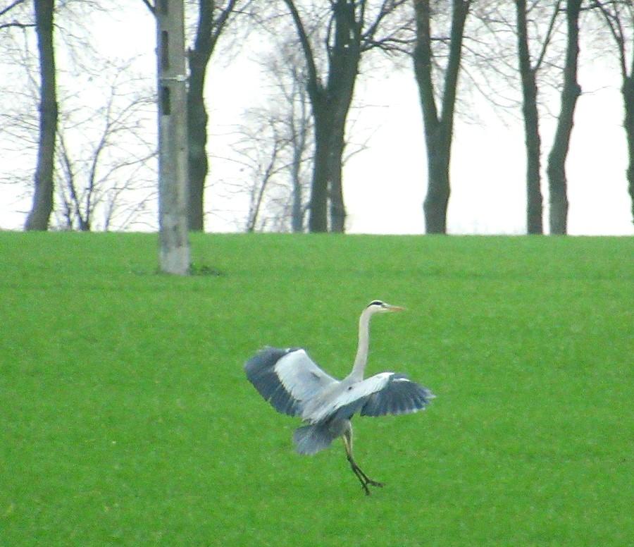 Czaple lądowanie