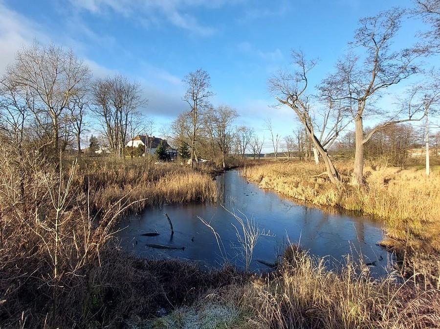 Słoneczne bagno w Trzcielinie
