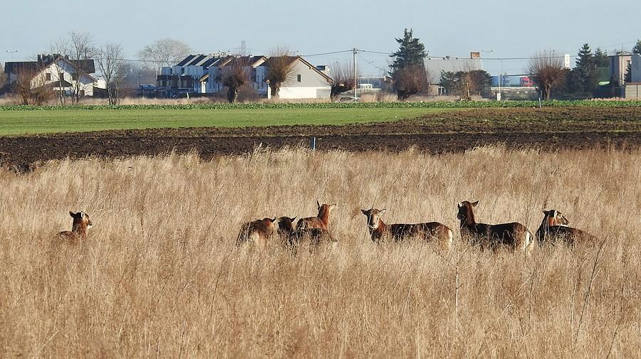Dzikie muflony na tle wielkopolskich zabudowań