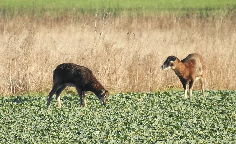 Pasące się samice muflona
