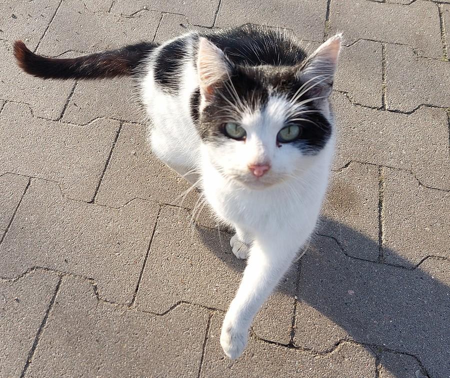 Kotek uprasza się o uwagę :)