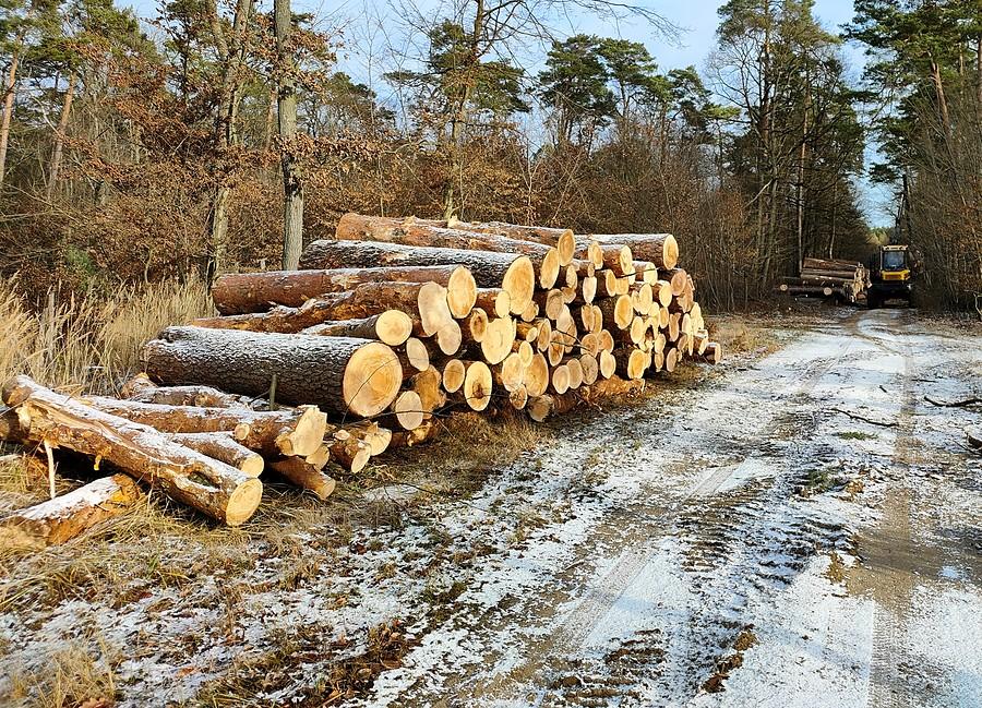 Zielonkę tracycyjnie trą równo