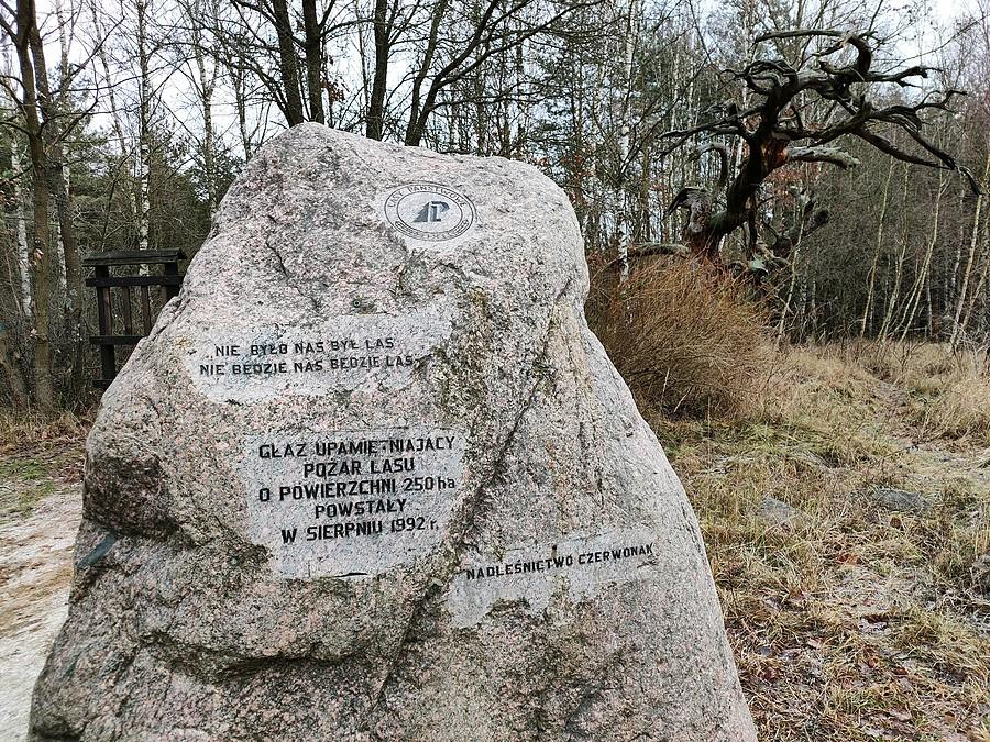 Głaz i pomnikowa sosna