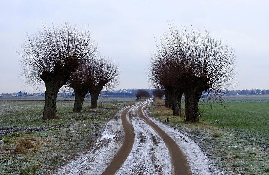 Szlak wierzbowy koło Dopiewa :)