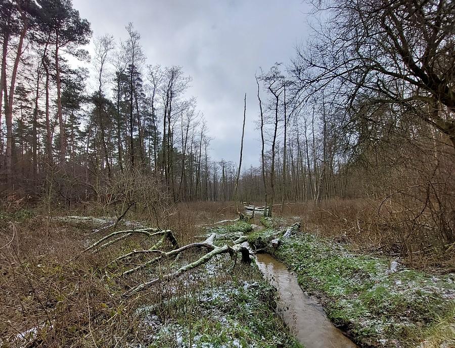 Samica Stęszewska w Lisówkach