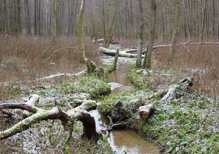 Zimowe klimaty w Lisówkach
