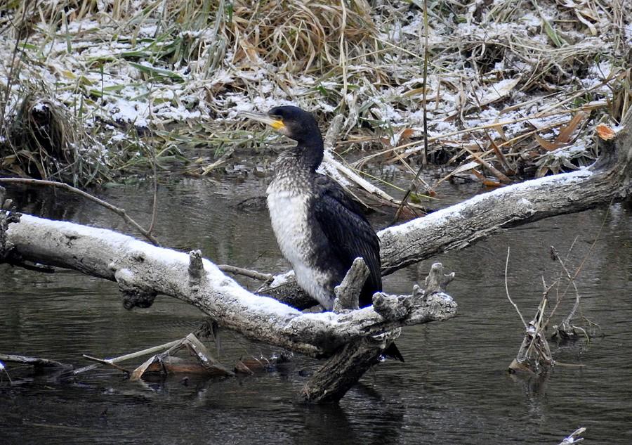 Ledwo wypatrzony kormoran